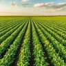 ORIGEO Controle de plantas daninhas na fase inicial do plantio da soja e essencial credito divulgaca