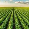 ORIGEO Controle de plantas daninhas na fase inicial do plantio da soja e essencial credito divulgaca