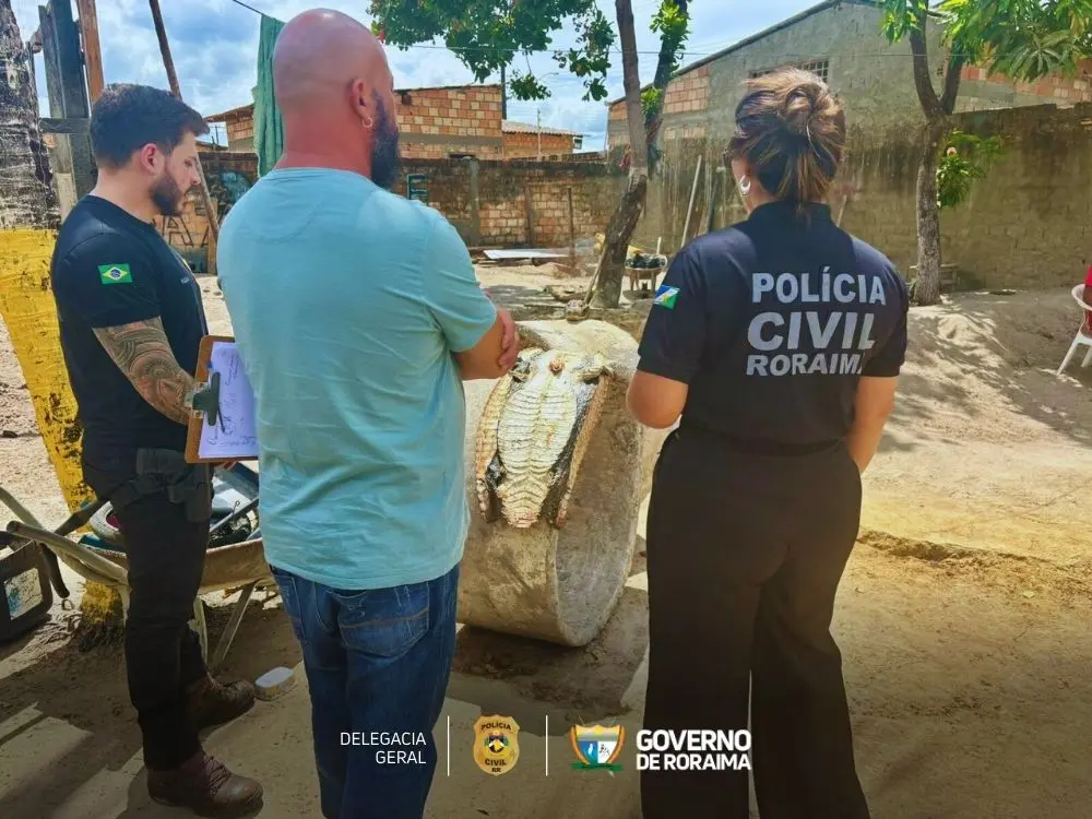 Polícia Civil de Roraima prende homem por abate ilegal de jacaré no Conjunto Cidadão 1 Policia Civil de Roraima prende homem por abate ilegal de