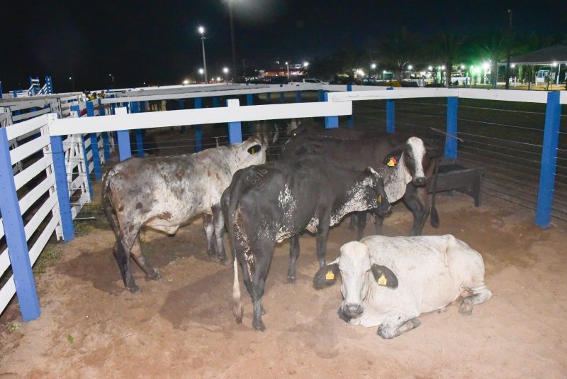 Produtores de Boa Vista sao beneficiados com 105 novilhas do programa Roraima Mais Leite 1