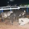 Produtores de Boa Vista sao beneficiados com 105 novilhas do programa Roraima Mais Leite 1