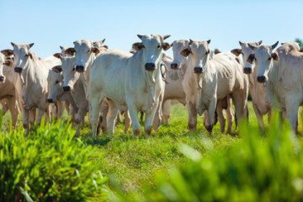 SYNTEC GRANDES Parasitas comprometem a saude e desafiam a producao de carne e leite foto freepik