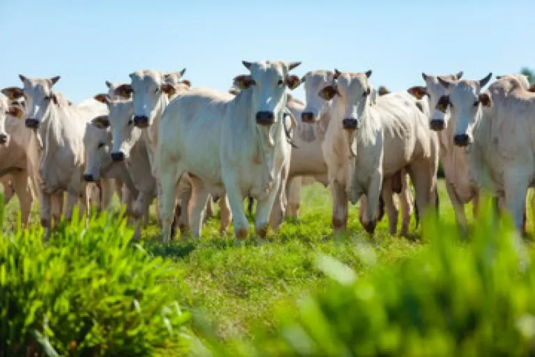 SYNTEC GRANDES Parasitas comprometem a saude e desafiam a producao de carne e leite foto freepik