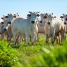 SYNTEC GRANDES Parasitas comprometem a saude e desafiam a producao de carne e leite foto freepik
