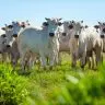SYNTEC GRANDES Parasitas comprometem a saude e desafiam a producao de carne e leite foto freepik