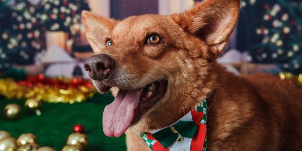 Cadastro Nacional de Animais Domesticos esta em fase final de