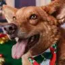 Cadastro Nacional de Animais Domesticos esta em fase final de