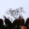 Ciencia precisa dialogar com ecologia indigena dizem pesquisadores