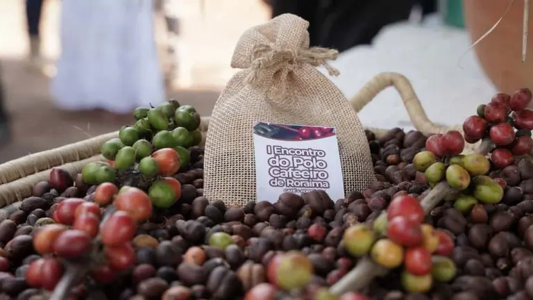 cafeicultura em Roraima 2