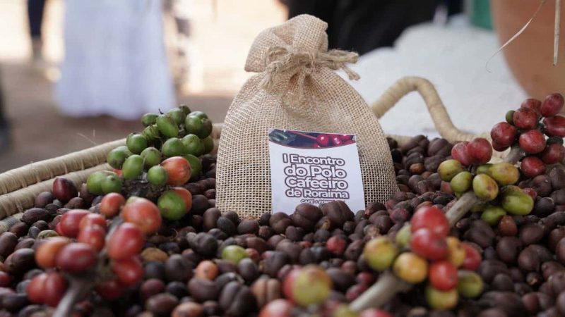cafeicultura em Roraima 2