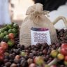 cafeicultura em Roraima 2