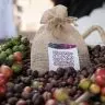 cafeicultura em Roraima 2