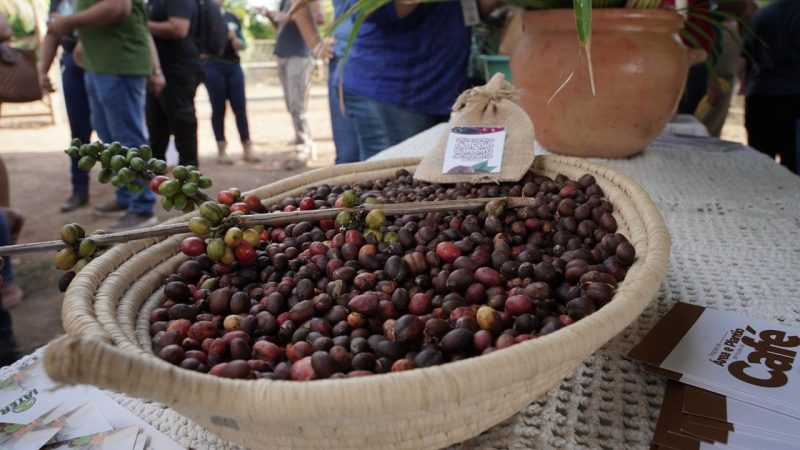 cafeicultura em Roraima 3