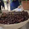 cafeicultura em Roraima 3