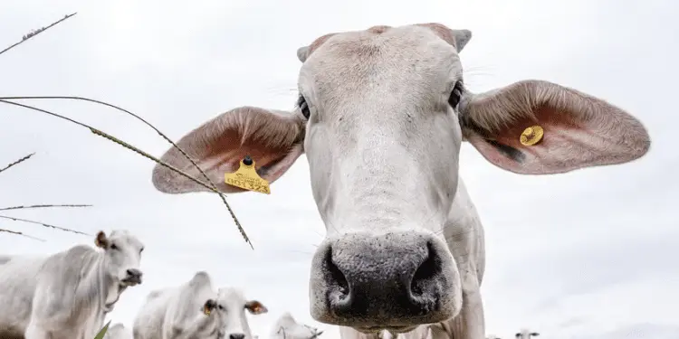 Rastreabilidade bovina será gradual e obrigatória a partir de 2027 1 ndfvnfd