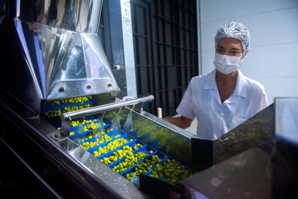 Marca brasileira produz azeite de oliva na Espanha 1 producao foto divulgacao 1