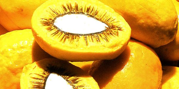 Lula sanciona projeto que estimula producao de frutos do Cerrado