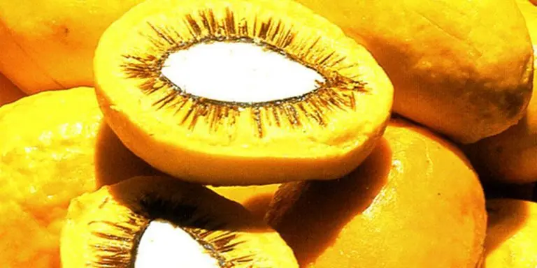 Lula sanciona projeto que estimula producao de frutos do Cerrado