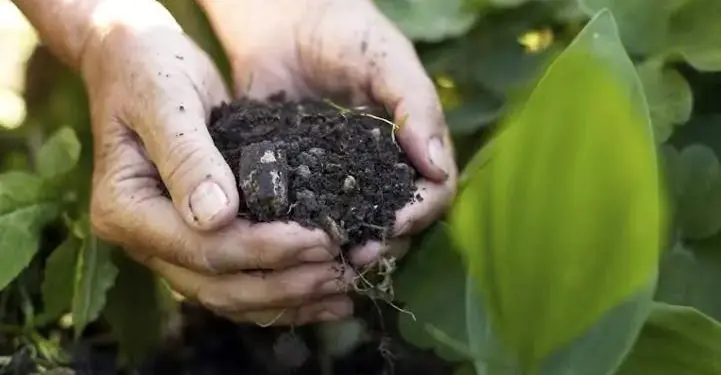 biofertilizantes bioinsumos 1