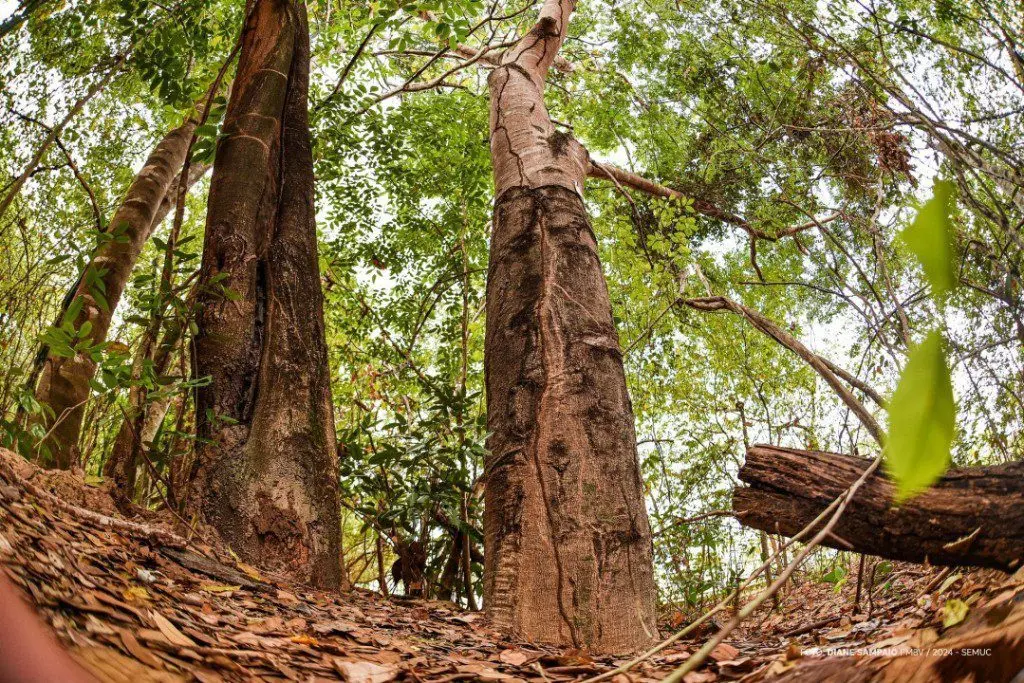 Com preservação da Biodiversidade Amazônica, Bosque dos Papagaios abriga espécies de árvores da região 1 f211020fb519e3ed8ced084a3d90db6d