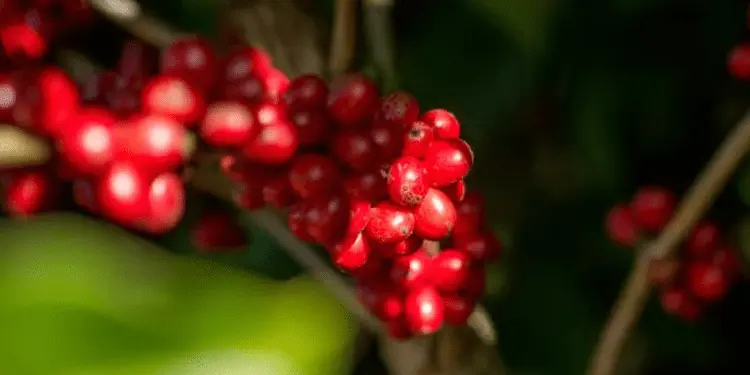 Torrefadoras avaliam usar mais conilon nos blends para evitar disparada do café 1 hgkjhg