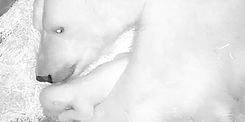 Aquario de Sao Paulo anuncia nascimento de seu primeiro urso polar
