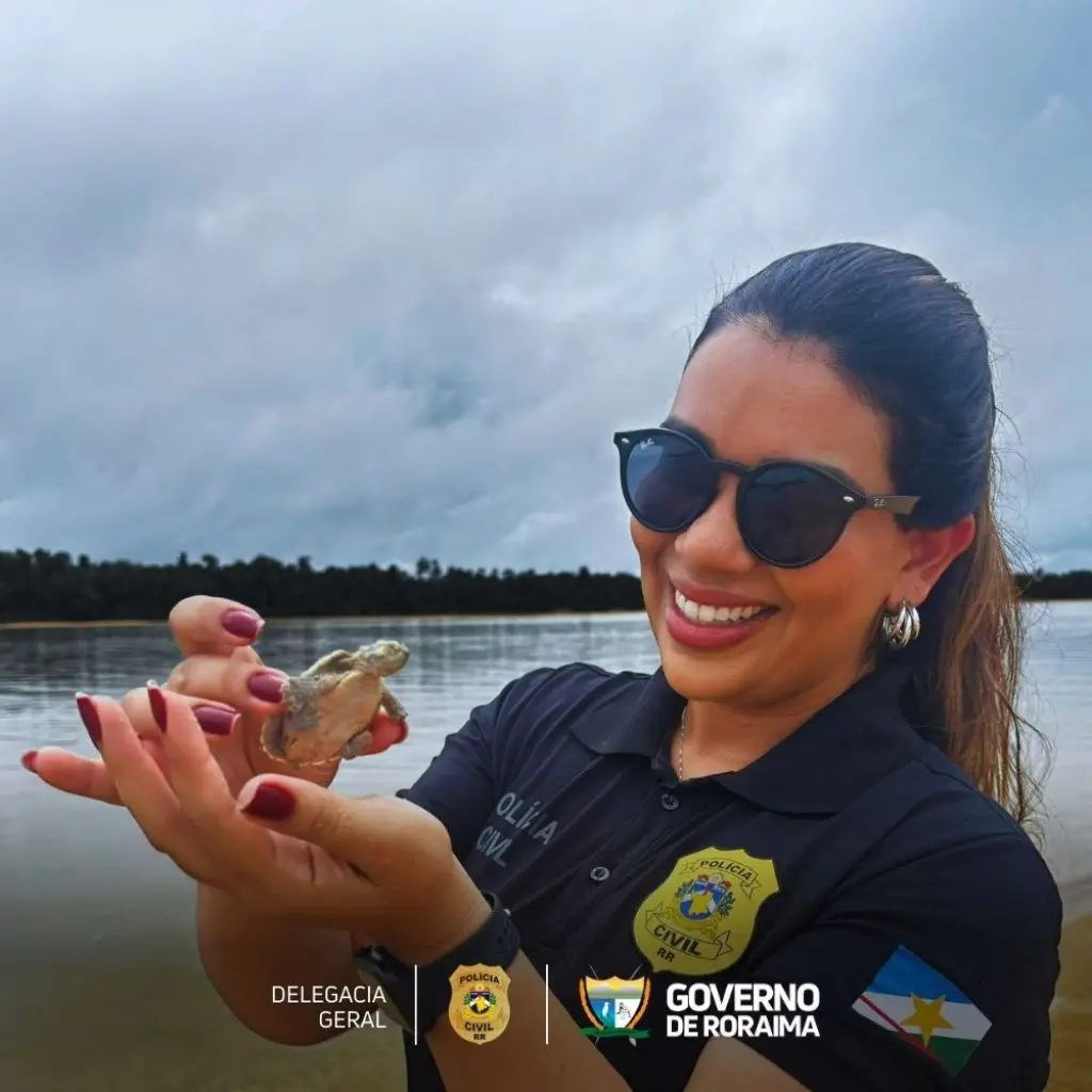 BAIXO RIO BRANCO: Polícia Civil de Roraima participa de soltura de tartarugas no Projeto Quelônios da Amazônia 1 BAIXO RIO BRANCO Policia Civil de Roraima participa de soltura