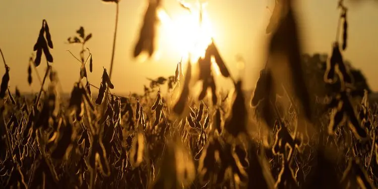 BRQ Estresse abiotico na soja desafia agricultores na safra 2024 2025 credito Liam Michaels
