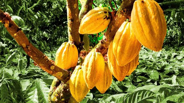 Plantacoes de Cacau Divulgacao 1