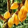 Plantacoes de Cacau Divulgacao 1