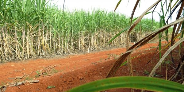 Super enzima de bacteria pode transformar residuos em biocombustivel