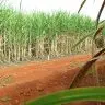 Super enzima de bacteria pode transformar residuos em biocombustivel