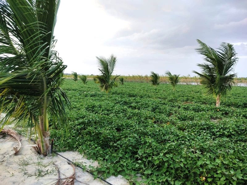 Sustentabilidade e inovacao impulsionam agricultura familiar no Bonfim 4