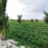 Sustentabilidade e inovacao impulsionam agricultura familiar no Bonfim 4