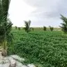Sustentabilidade e inovacao impulsionam agricultura familiar no Bonfim 4