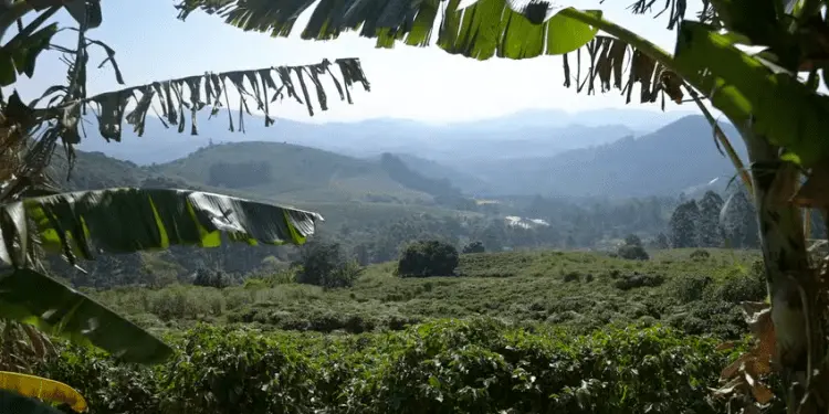 Brasil deve ser classificado como ‘risco médio’ de desmatamento por europeus 1 wsdcncjlcw