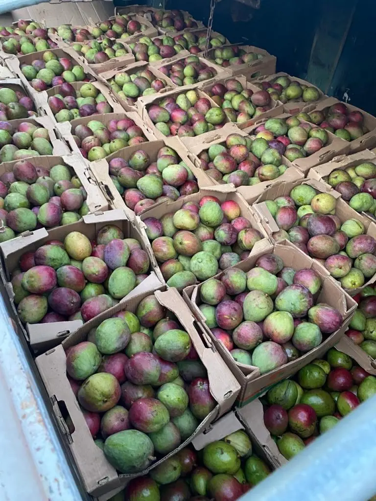 MOSCA DA CARAMBOLA 4