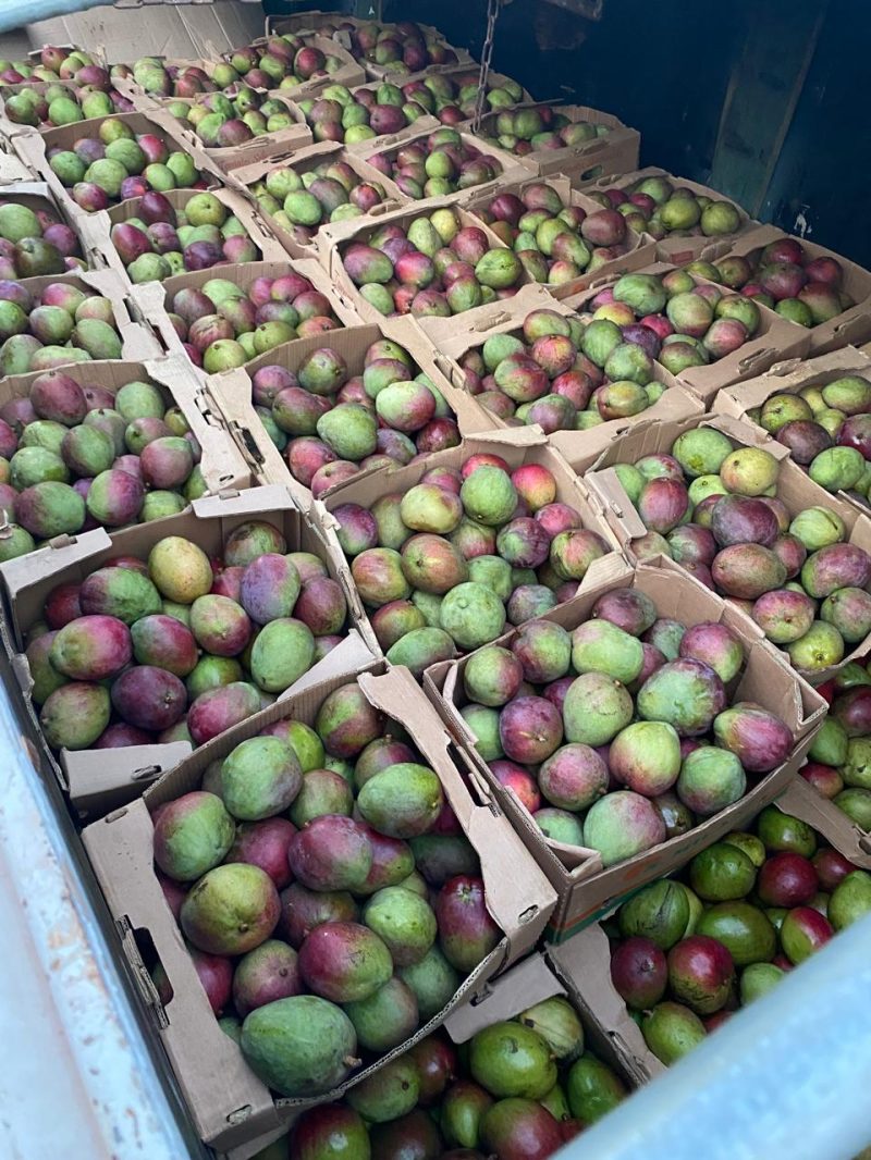 MOSCA DA CARAMBOLA 4