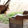 img 0026t