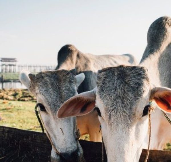 syntec grandes atencao aos vermes em bovinos sorrateiros eles impactam a saude e a rentabilidade da