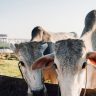 SYNTEC GRANDES Atencao aos vermes em bovinos Sorrateiros eles impactam a saude e a rentabilidade da
