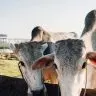 SYNTEC GRANDES Atencao aos vermes em bovinos Sorrateiros eles impactam a saude e a rentabilidade da