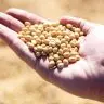 BRQ Tratamento de sementes de soja com os inoculantes e defensivos biologicos impulsiona a producao