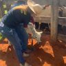 Estado livre de febre aftosa 5