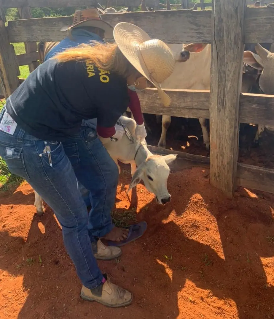 Roraima alcança marco histórico como Estado livre de febre aftosa sem vacinação. 1 Estado livre de febre aftosa 5