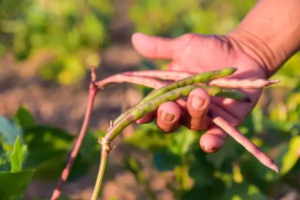 Governo de Roraima abre inscricoes para compra de alimentos da agricultura familiar indigena 1