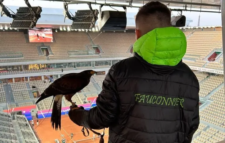 Conheça Michael e a curiosa profissão de falcoeiro