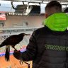 Conheça Michael e a curiosa profissão de falcoeiro