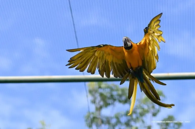 abd994e987ea12e3e2c2bceb11373038