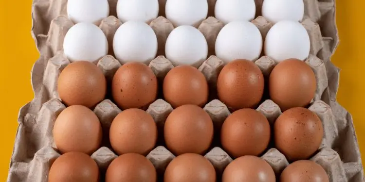 Diferença entre preços dos ovos brancos e vermelhos atinge menor patamar do ano 1 Diferenca entre ovo branco e vermelho. Tudo o que voce precisa saber 1